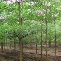 供應(yīng)小葉欖仁 大葉欖仁 蘭嶼肉桂樹(shù) 錦葉欖仁 天竺桂樹(shù) 綠寶 發(fā)財(cái)