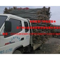 甘肅新疆楊苗木/甘肅新疆楊價格/甘肅新疆楊產(chǎn)地