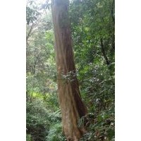 供應(yīng)馬靈光