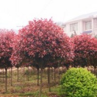 供應(yīng)紅葉石楠、側(cè)柏、黃金榆、小葉女貞、冬青、紫藤、玉蘭、側(cè)柏