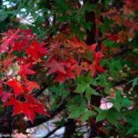 白皮松 鈣果苗五角楓核桃樹山桃桃樹