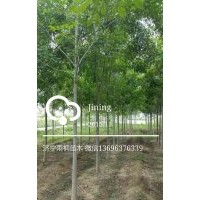 法桐，國(guó)槐，白蠟，南欒，北欒，五角楓