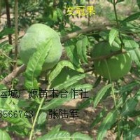 文冠果苗鈣果苗大量低價出售