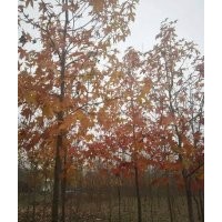 出售：北美楓香15539560022