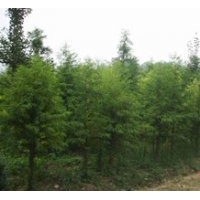 江蘇中山杉 江蘇中山杉 江蘇中山杉