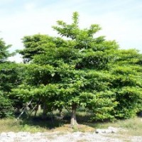 廣東綠化工程樹大葉杜英綠化苗