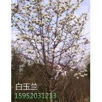 精品白玉蘭，10公分精品白玉蘭價格