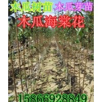 木瓜樹苗 木瓜種子 木瓜價格 木瓜接穗 木瓜海棠花