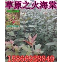 草原之火海棠 草原之火海棠價格 草原之火海棠接穗