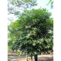 廣東佛山供應(yīng)水葡萄綠化苗木