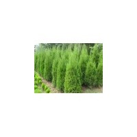 山西占地蜀儈 占地側(cè)柏 占地冬青