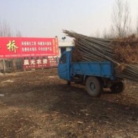 4公分法桐繼續(xù)上