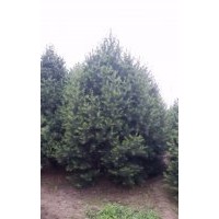 低價(jià)供應(yīng)1——7米白皮松 華山松