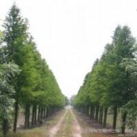 19公分中山杉 19公分中山杉 19公分中山杉