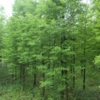 中山杉木苗 中山杉木苗 中山杉木苗