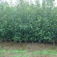 枳殼藥材直播苗1年、2年、3年苗