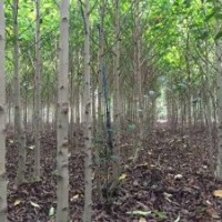 供應(yīng)樂昌含笑