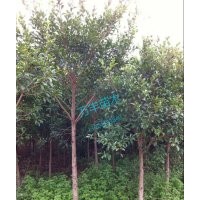 供應(yīng)紅皮榕