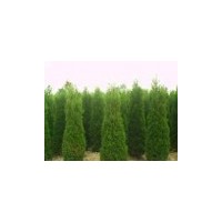 金葉女貞、紅葉小檗、龍柏球、蜀檜球、金邊黃楊