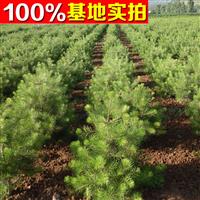 出售大量40-50公分以上白皮松、油松