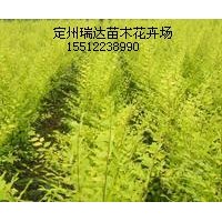 叢生金葉榆、木槿、榆葉梅、金銀木、猥實