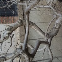 流蘇樹 地徑40cm