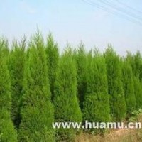 2米蜀儈價格=2米蜀儈報價