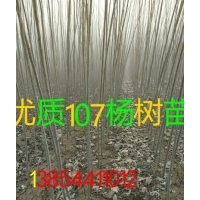 大量出售107楊樹苗