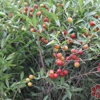 供應(yīng)連翹苗