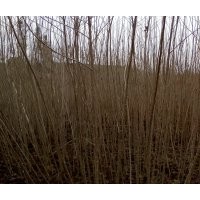 自產(chǎn)自銷楊樹苗