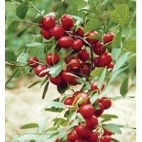 山西中華鈣果苗 農(nóng)大鈣果苗