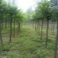 供應(yīng)；刺槐，紅寶石海棠，蜀儈 側(cè)柏