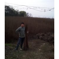 池杉苗大量批發(fā)