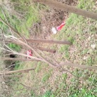 老白臘、叢生元寶楓，五角楓、意楊