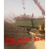 2公分3公分4公分5公分6公分7公分8公分9公分10公分11公分15公分櫻