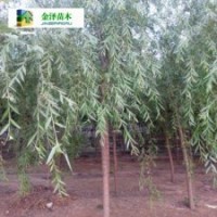 固原垂柳丹東垂柳