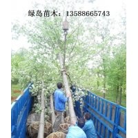 供應浙江馬褂木、金華馬褂木、最新馬褂木價格咨詢