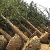 銀杏基地專供12公分銀杏樹苗量大價優(yōu)歡迎電詢