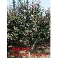 山東淄博3-6CM木槿
