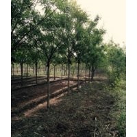 滄州綠茵苗圃出售國槐