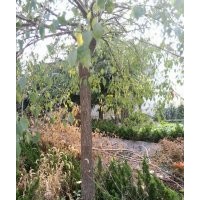 供應(yīng)絲棉木