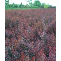 紅葉小檗基地,河北大量紅葉小檗出售,紅葉小檗價(jià)格
