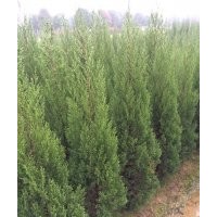 供應(yīng)松柏、龍柏、灑金柏、鋪地柏