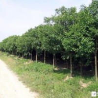 12公分大葉女貞 12公分大葉女貞 12公分大葉女貞