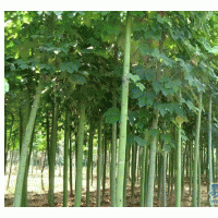 青桐價(jià)格 青桐基地 南京青桐 青桐樹(shù)