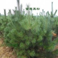 黑松，大小規(guī)格黑松，雪松，龍柏