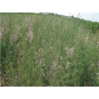 供應(yīng)檉柳苗 饅頭柳 垂柳等