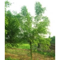 瀘州小葉榕|小葉榕價格|西南小葉榕|重慶小葉榕