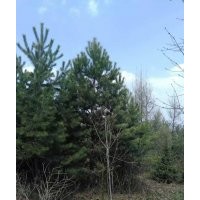 供應2.5-5米紅皮云杉