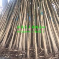 4公分國(guó)槐價(jià)格，4公分國(guó)槐(圖)